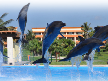 Dolphinaris Tulum